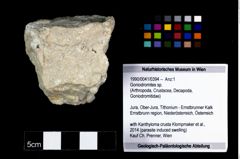 Foto (Objekt + Etikett) von Goniodromites sp.  (NHMW-GEO-1990-0041-0394)